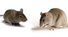 Корм для мышей и крыс